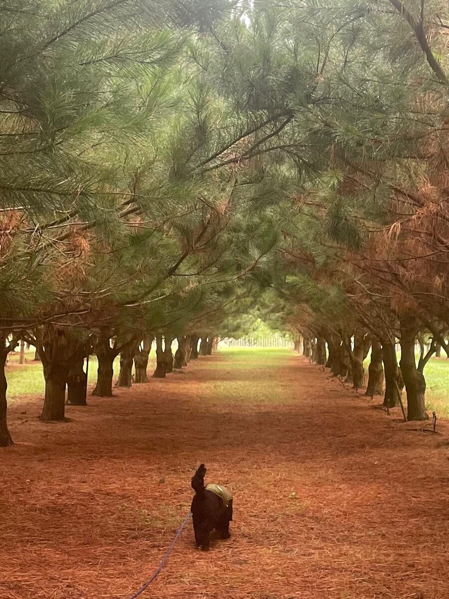 Truffle dog leading the way between rows of trees in the truffière